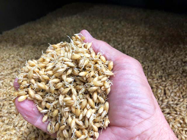 Malt Products | Malted Rye for Craft Brewers | Nampa, Idaho