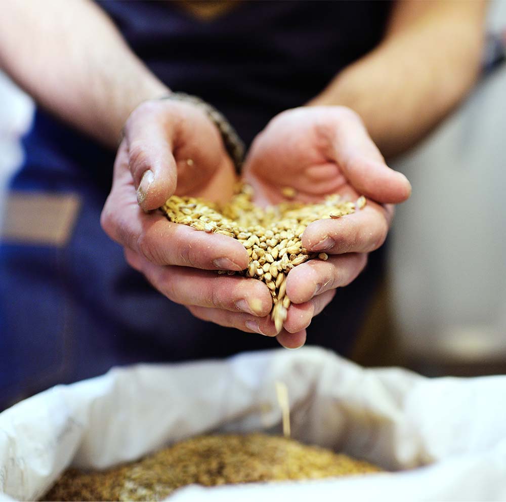 male hands holding malted grains