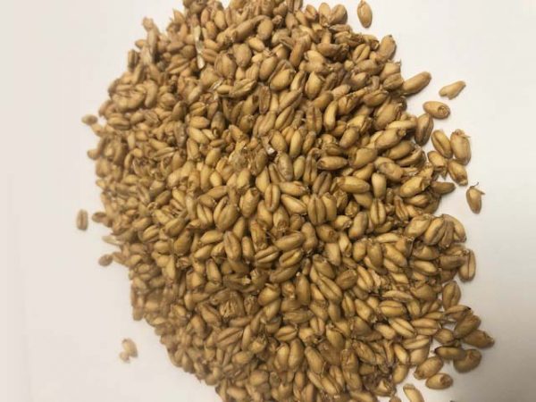 malted soft white wheat